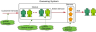 Queuing Model to determine optimum service counters based on arrivals, service pattern and max waiting time agreed.