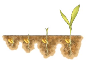 A Guide to Seed Fundraising